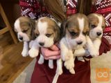 Beagle puppies for sale