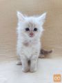 Chloe - cistokrvna Maine Coon, istinska njeznost