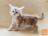 Cerruti - Maine Coon, cistokrvna, kraljevska elegancija