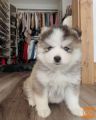 Pomsky mladički so na voljo