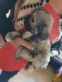 maltežanka in civava mešana s čivavo 070838676