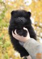 Pomeranac - Pomeranian