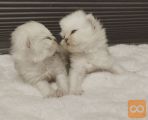 Wonderful Persian kittens