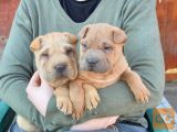 Čudoviti Shar Pei mladički