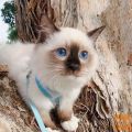 LOVE AMAIZINGRAGDOL KITTEN AVAILABLE