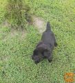 Labrador retriver