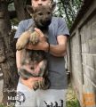Češkoslovački vučiji psi - štenci