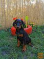 Doberman štenci