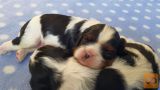 Osupljivi mladički Cavalier King Charles Spaniel