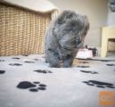 Mladiči chow chow x buldog