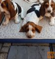 Kc Reg Basset Hound je pripravljen