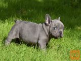Francoski buldog kužki
