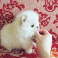 A cup of Pomeranian puppies