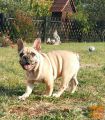 Francuski buldog