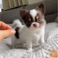 lijepa Chihuahua