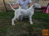 Na prodaju zenkica dogo argentino stara 5 meseci