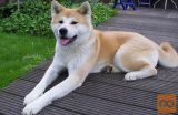 Akita inu i Shiba Inu