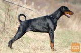 Doberman i Patuljasti pinc