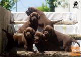 Labrador retriver štenci