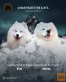 Samojed štenci i odrasli psi