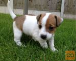 Mladički jack russell pasme