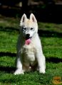 Siberian huski sibirski haski