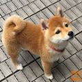 Mladički akita inu
