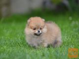 Pomeranski spic prelepog krzna
