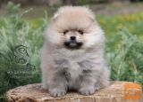 Pomeranac BOO medvedići