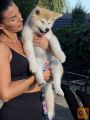 Akita inu ženka