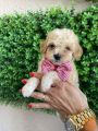 Maltipoo štenci
