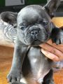 Francuski buldog plavi sivi