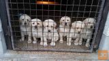 Labrador Retriver štenci