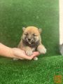 Shiba inu štenci