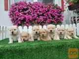Chow Chow cau cau stenci